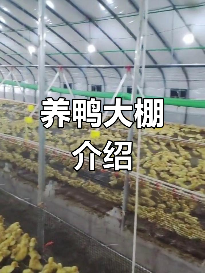 高效保温养鸭大棚,通风设计合理