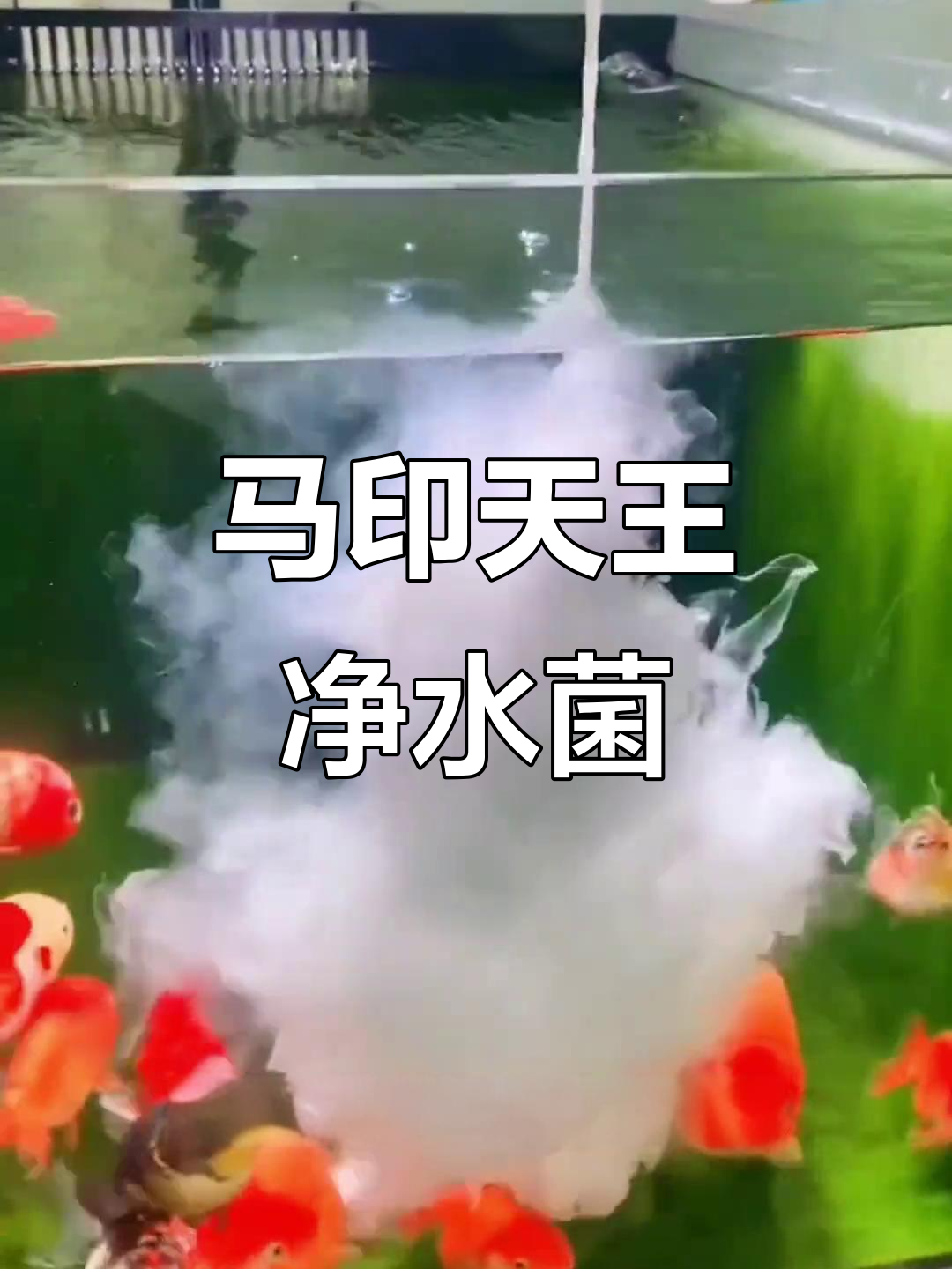 鱼缸水质净化必备，马印天王硝化细菌让水清澈无忧