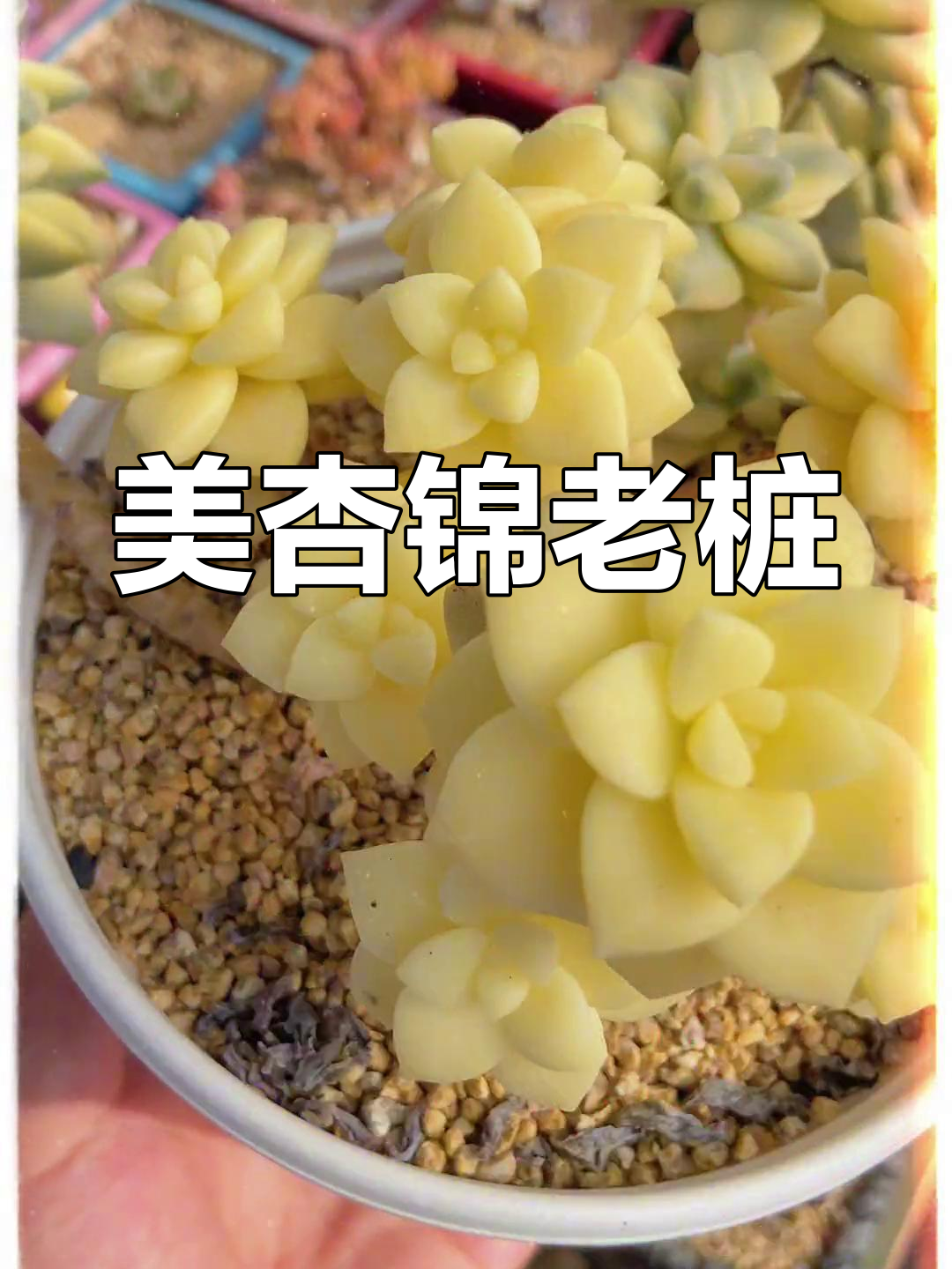 金黄色锦多肉,美杏锦老桩惊艳亮相