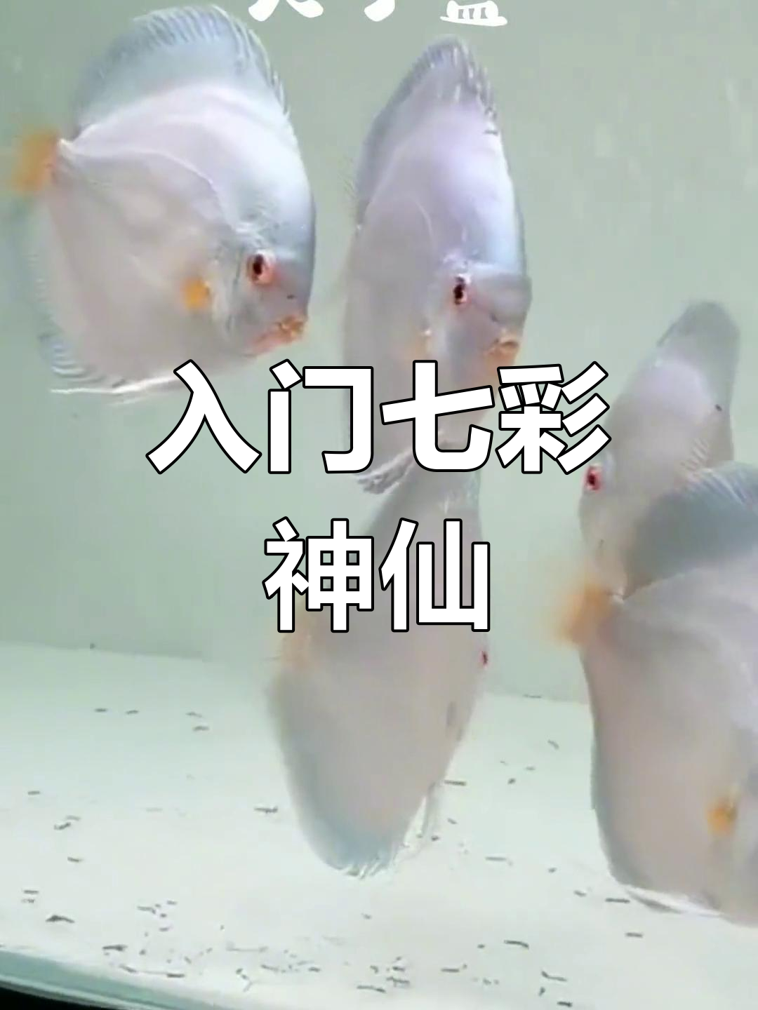 新手养七彩神仙鱼推荐品种