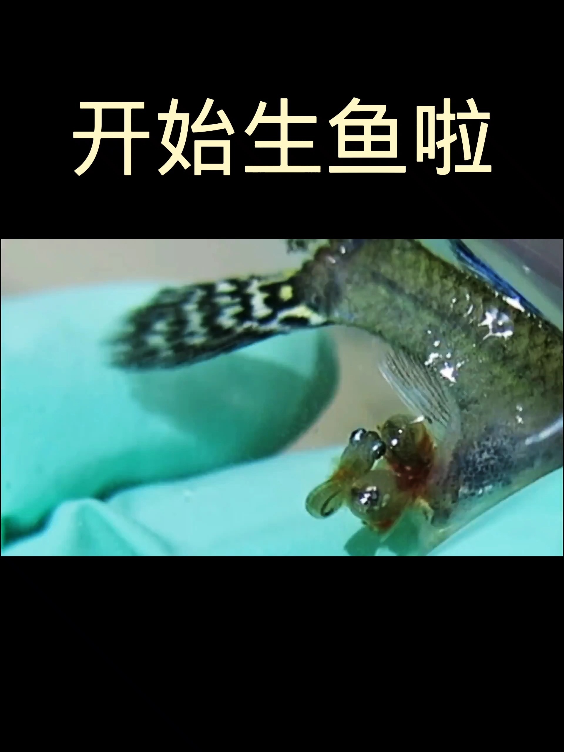 生小鱼啦,每月一窝,邻居家的鱼缸都被占满