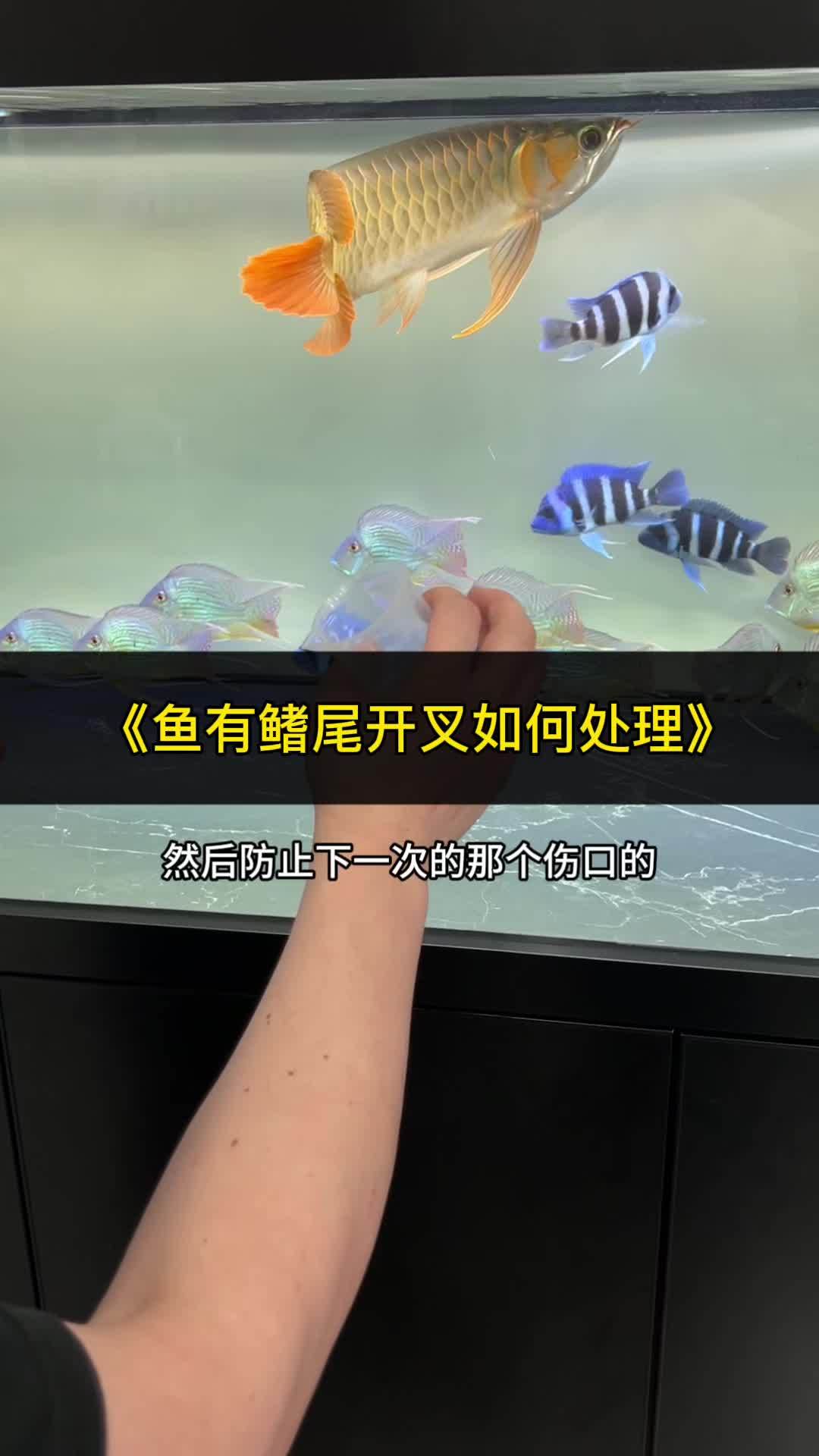 龙鱼混养打架或鳍尾开叉解决办法有了 养鱼日记 观赏鱼 养鱼人 水族 鱼友