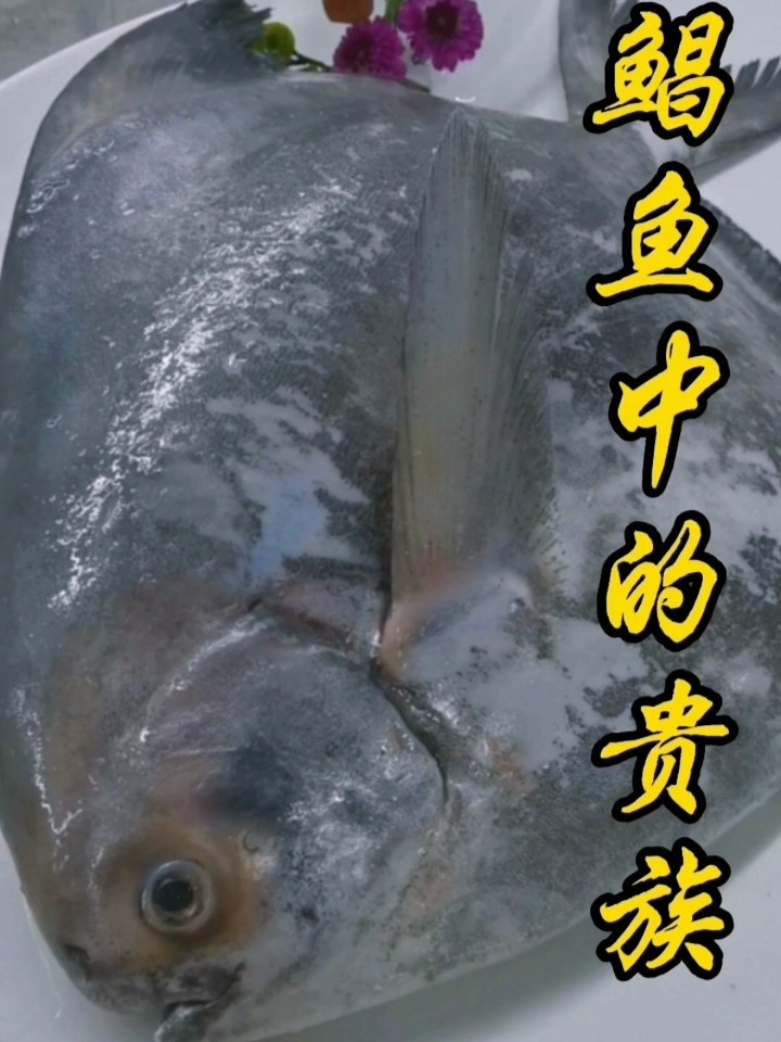 罕见的抢手货,鲳鱼中的贵族!