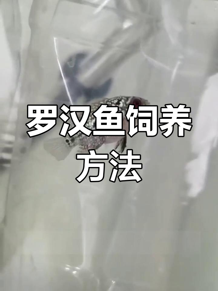 罗汉鱼养殖技巧:水温、饮食、过滤全攻略