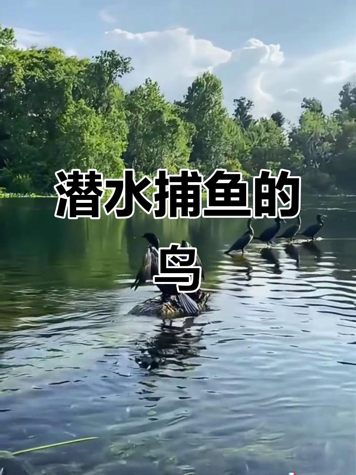 鸬鹚：潜水捕鱼高手，却怕湿身的神奇猎手