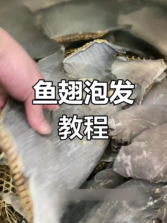 鱼翅泡发全流程解析