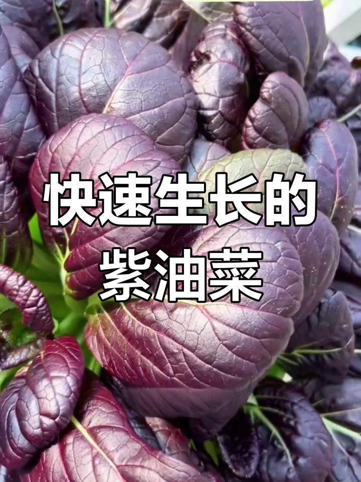紫罗兰油菜,营养丰富又好种,月底就能吃!