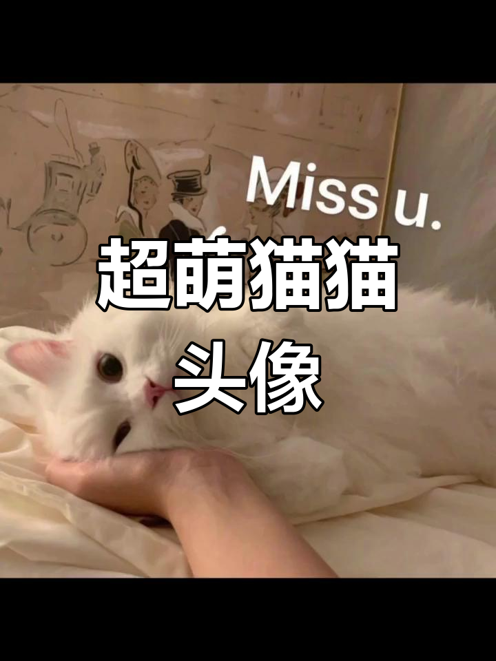 可爱猫咪头像大赏,快来收藏!
