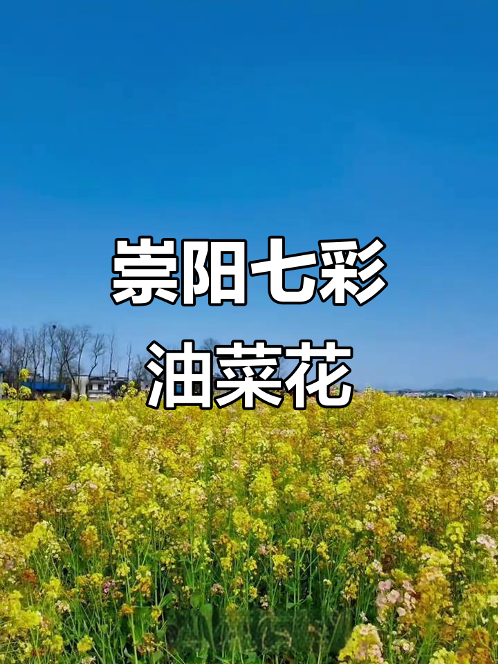 湖北崇阳七彩油菜花田,春天里的视觉盛宴