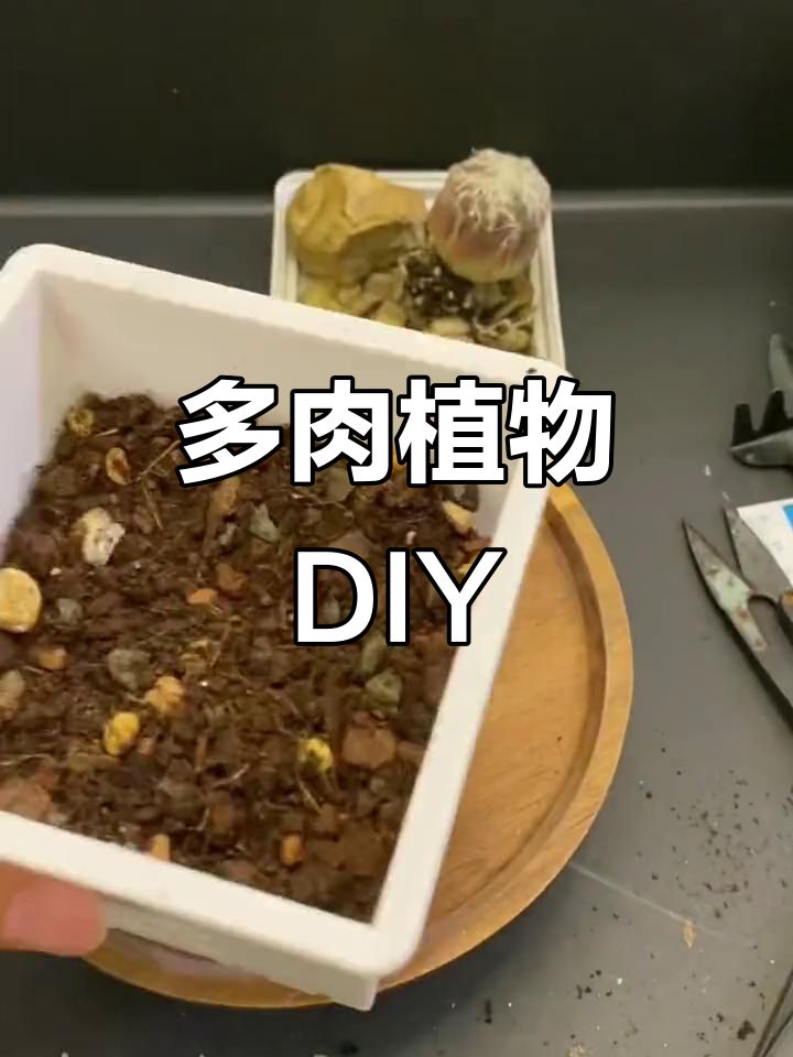 松笠团扇与绒线球:多肉植物的奇妙变化
