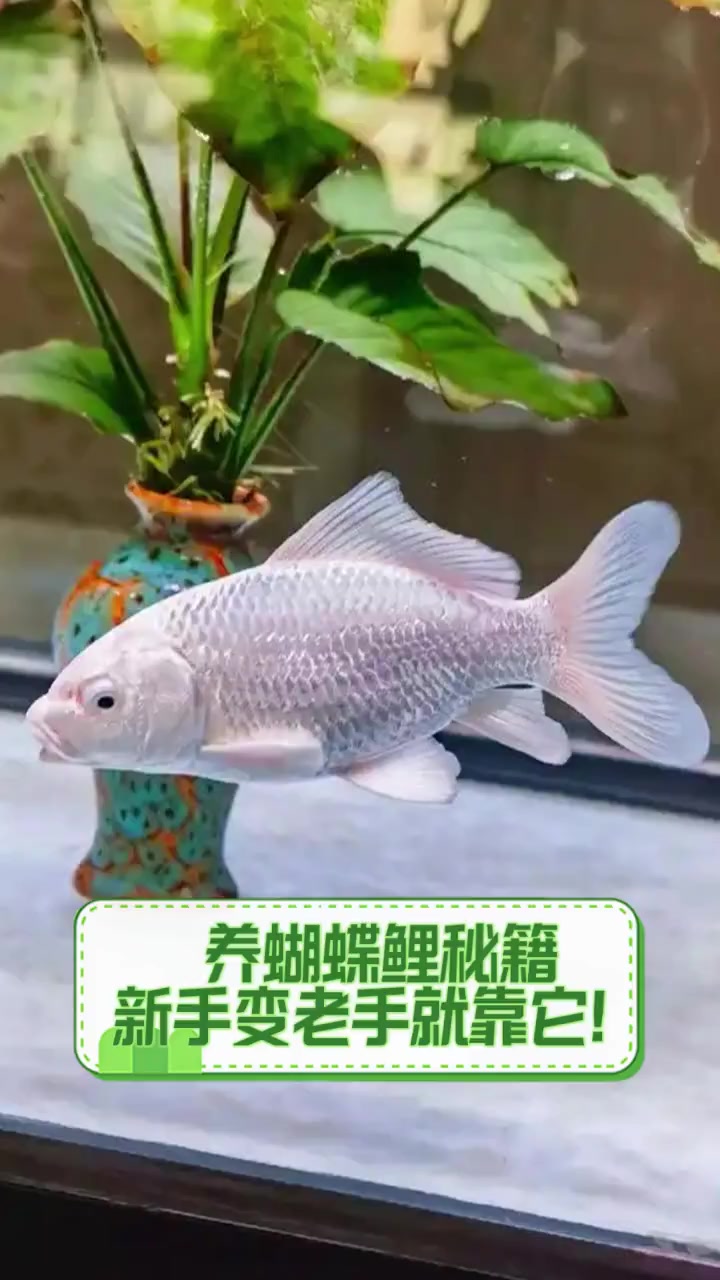 养蝴蝶鲤秘籍,新手变老手就靠它!