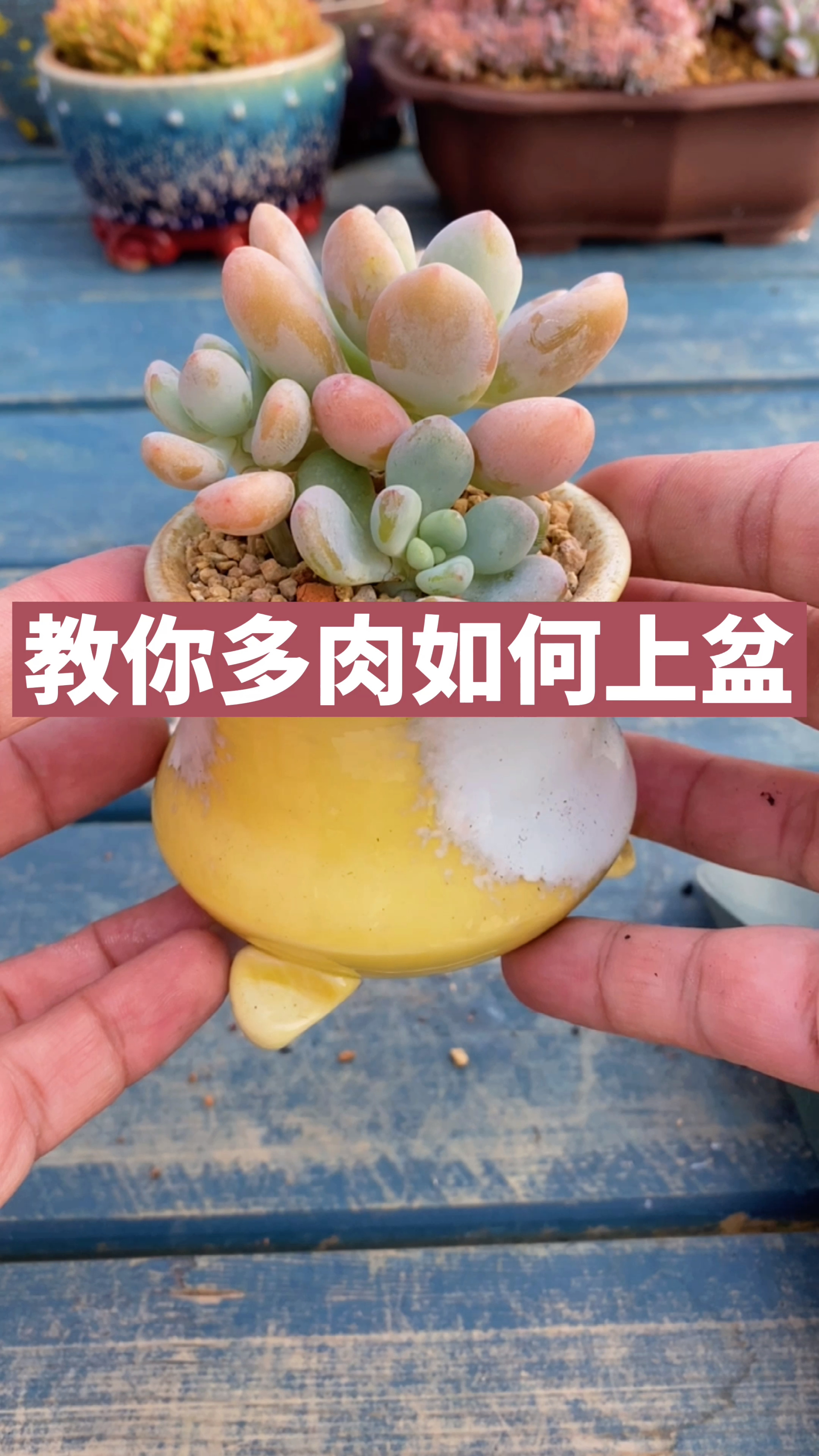 教你网购多肉如何上盆
