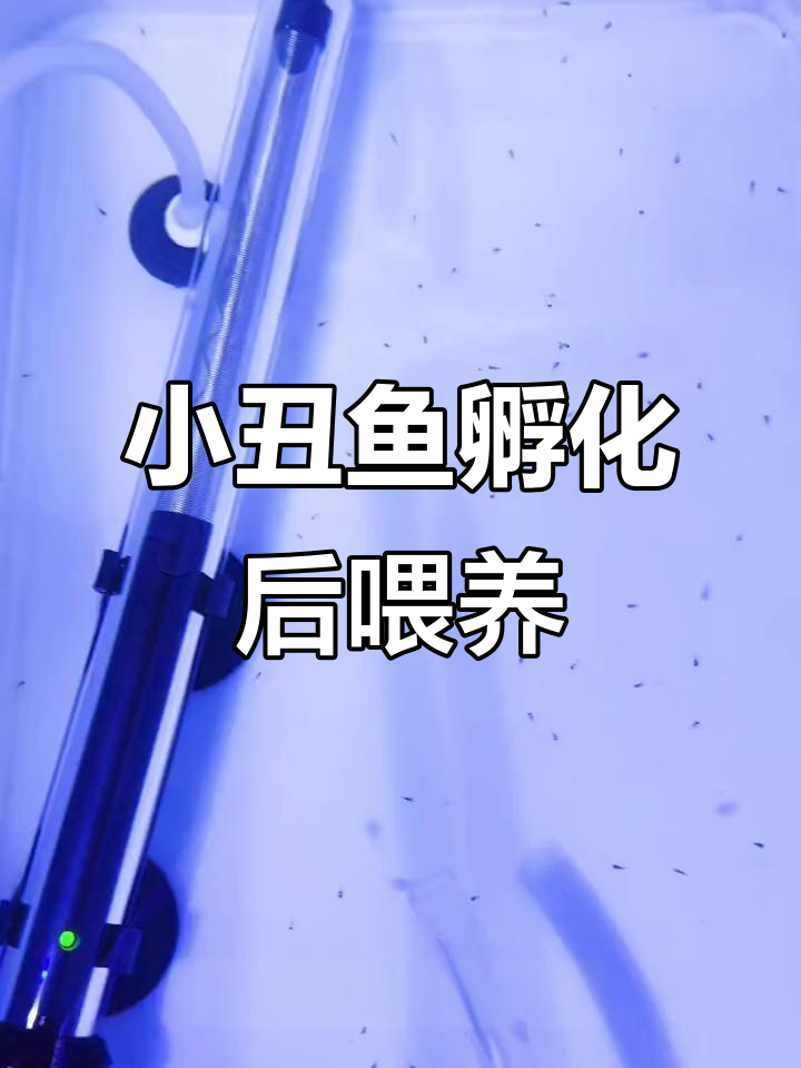 小丑鱼宝宝刚出生,喂强化褶皱轮虫助成长