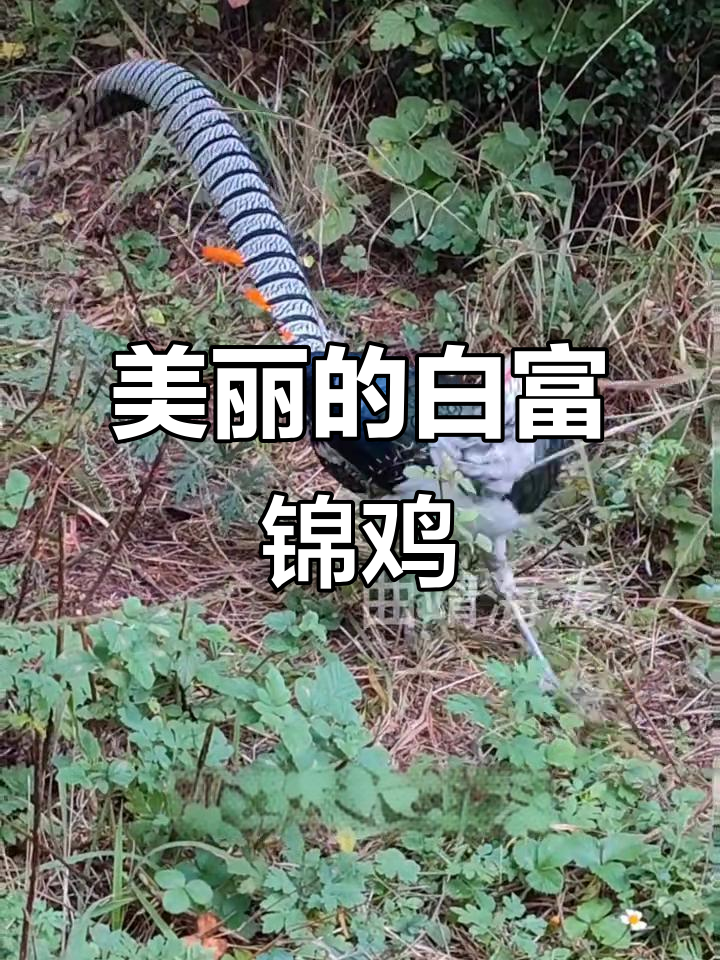 白腹锦鸡:五彩斑斓,身披霞衣的美丽象征