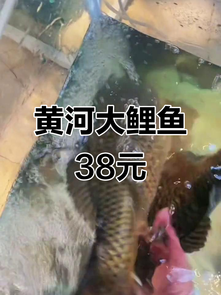 黄河大鲤鱼,38元一斤!不是野生不要钱
