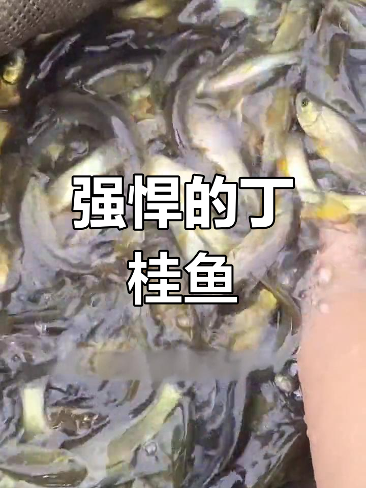 丁桂鱼耐寒力强,生长迅速,肉质鲜美,市场前景广阔
