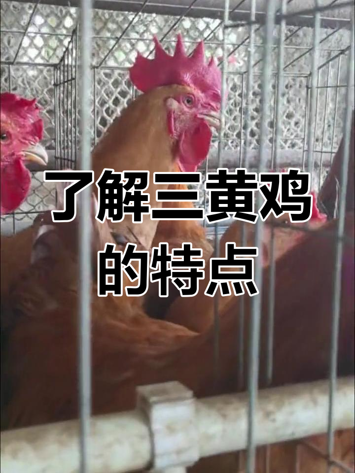 三黄鸡的由来与品种解析:从土鸡到现代养殖