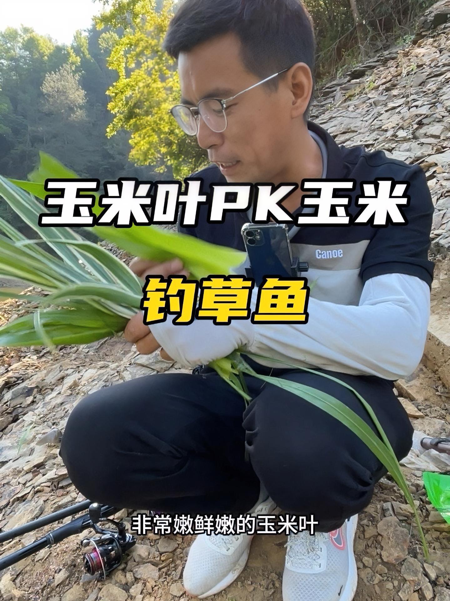 玉米叶PK玉米钓草鱼谁才是素饵之王,看完你就知道了 钓草鱼 钓鱼技巧 滑漂 老坛甜薯