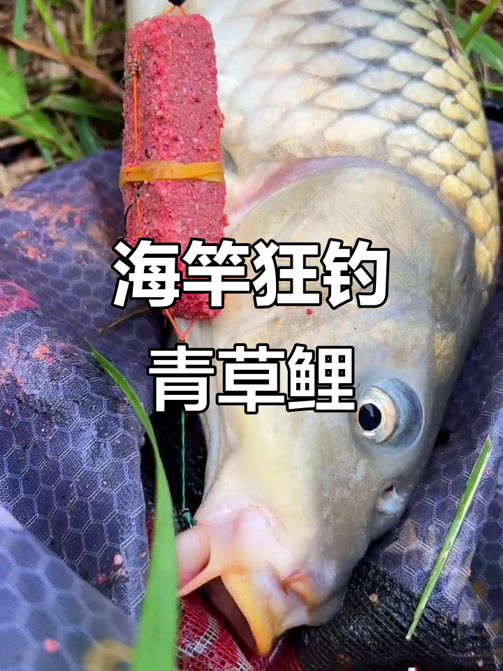 浏阳钩钓法揭秘：如何用海竿远投青草鲤鱼