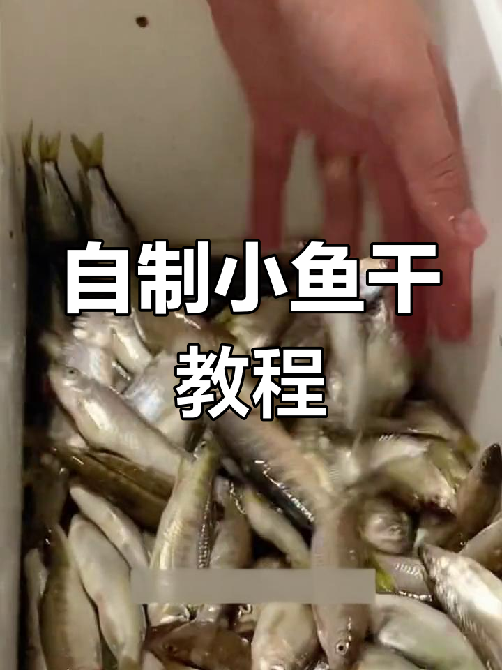 小鱼干制作全过程,晒制技巧大公开