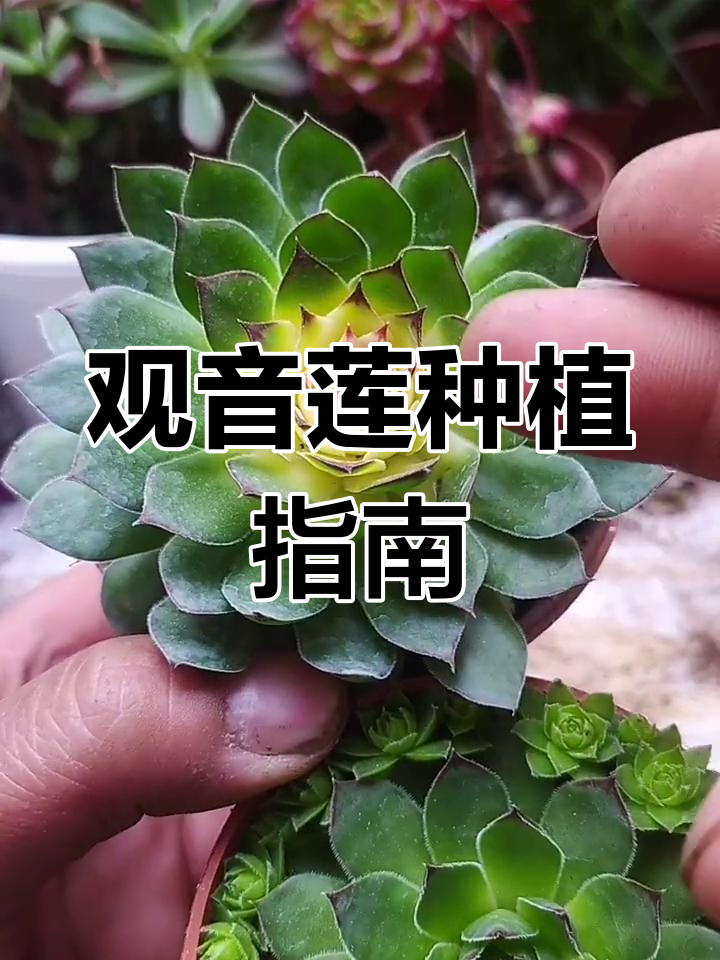 观音莲多肉养护技巧:从小苗到成株全攻略