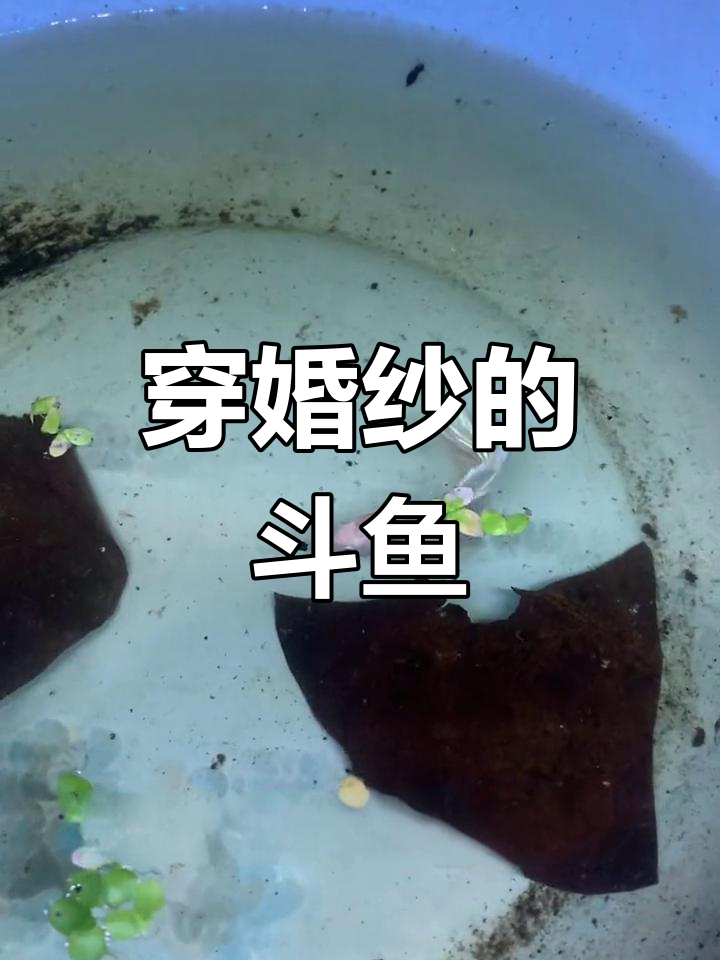 泰国斗鱼婚纱配对,幼崽成功起飞