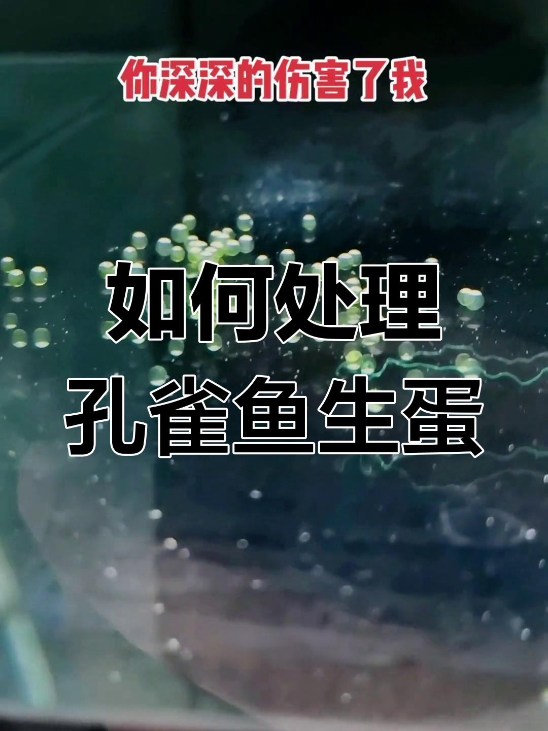 孔雀鱼母鱼生蛋后怎么办