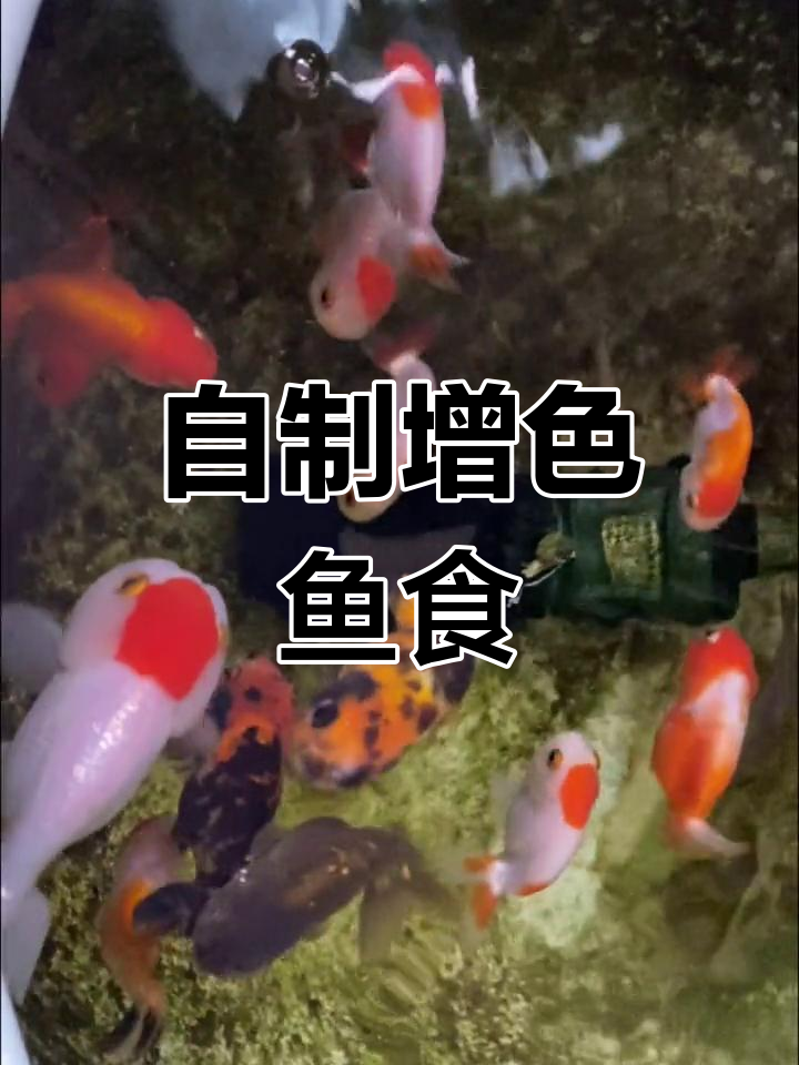 自制鱼食让鱼儿更健康,颜色鲜艳又活泼