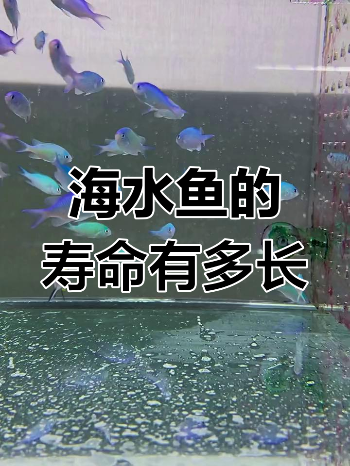 海水鱼寿命大揭秘,有些能活几十年!