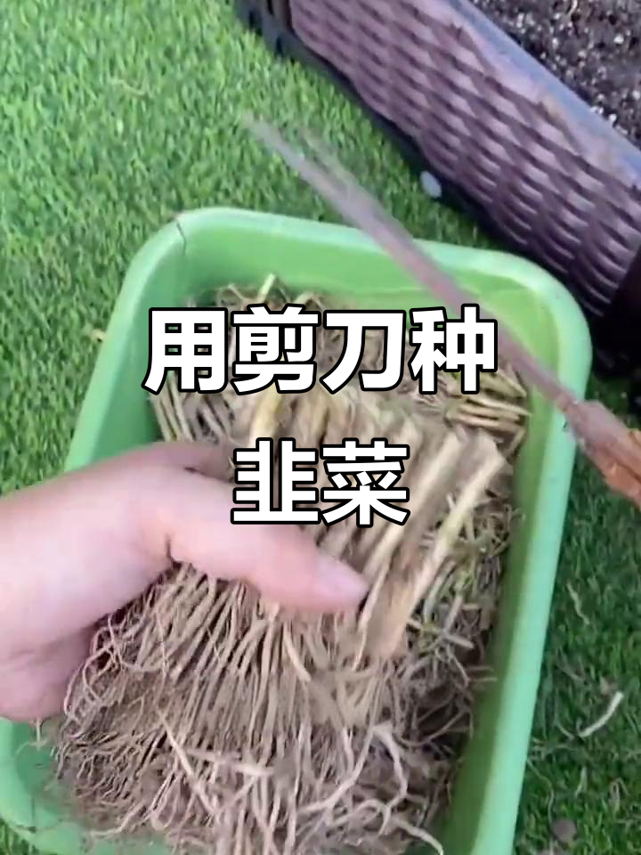 韭菜根轻松种,剪刀一剪就发芽,邻居都羡慕哭了