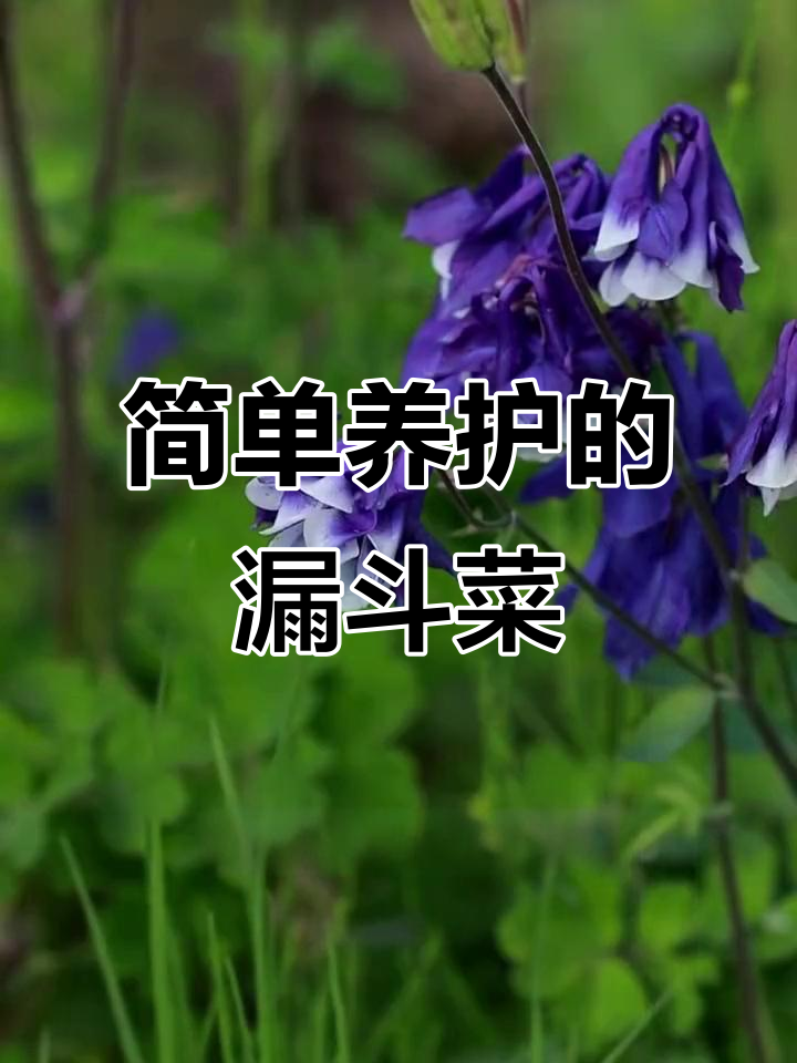 漏斗菜:耐寒又易养,开花后记得修剪残花