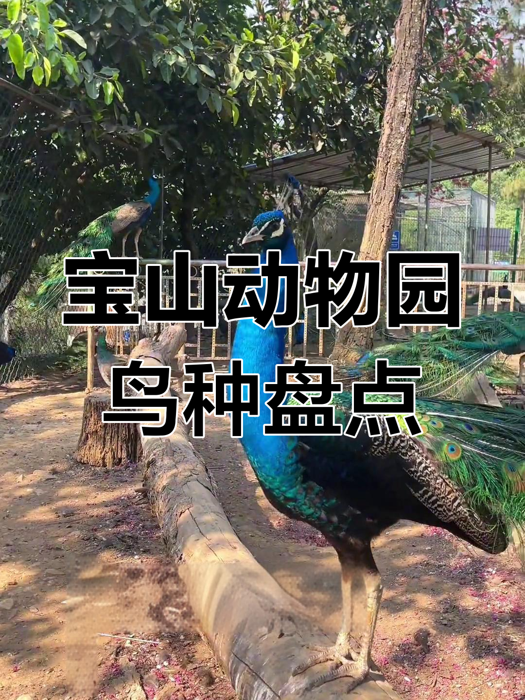 宝山动物园鸟类大揭秘:智鸡、孔雀与白鞋等珍稀动物一览