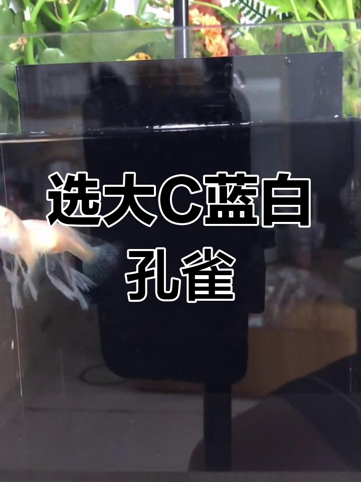 如何挑选蓝白孔雀鱼种鱼