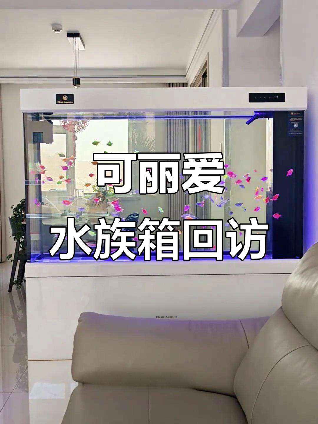 4个月使用可丽爱鱼缸,天使鱼和黑尾大钩健康活泼