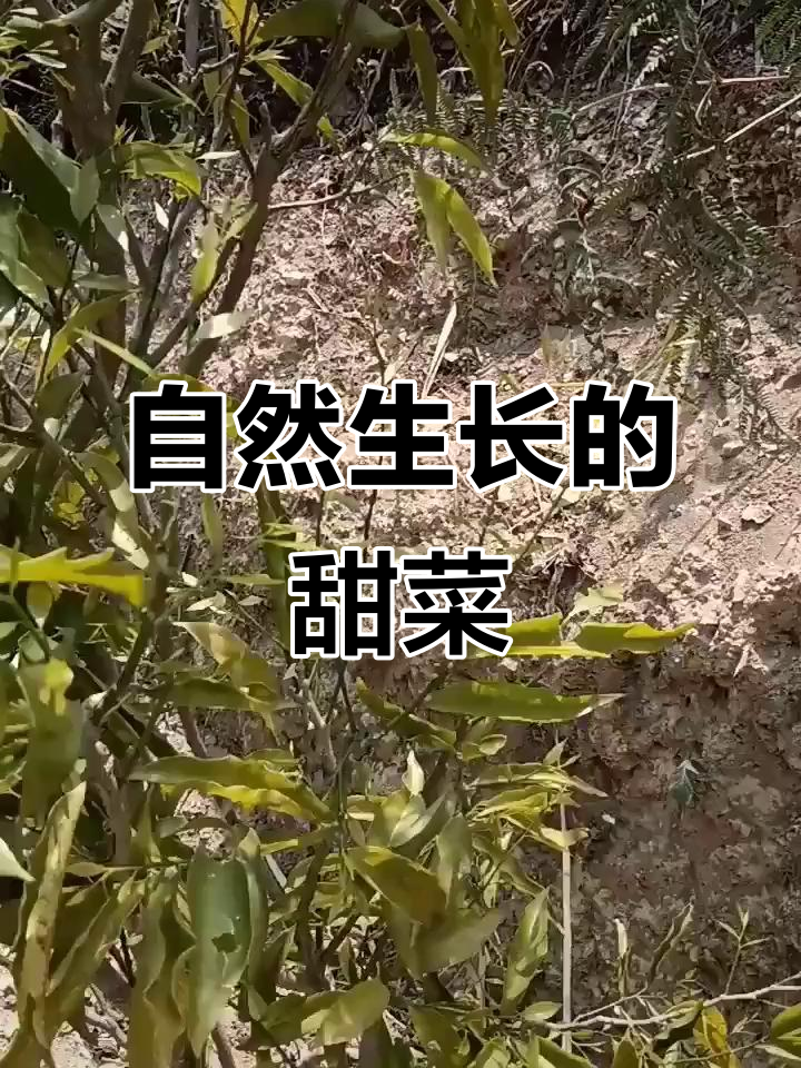 不浇水不打药，甜菜也能长得这么好！