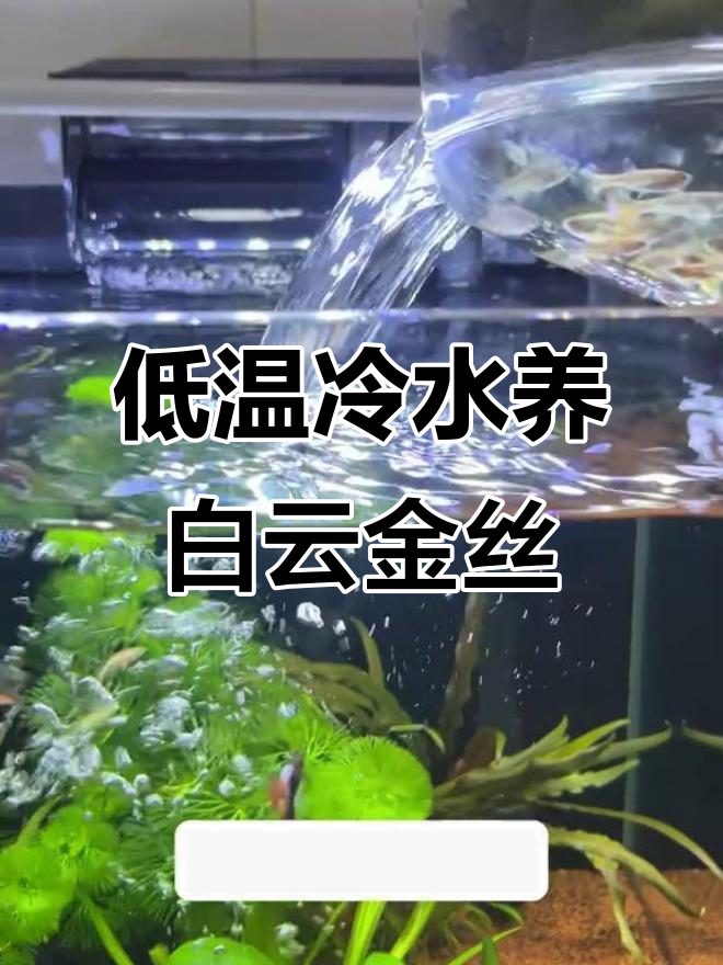 白云金丝鱼:低维护高颜值,冷水饲养轻松上手