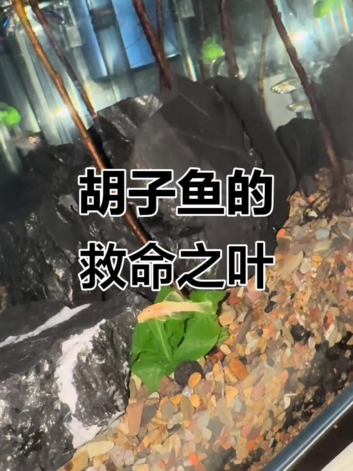 黄金胡子鱼因缺水藻饿白,赶紧煮菠菜叶救急!