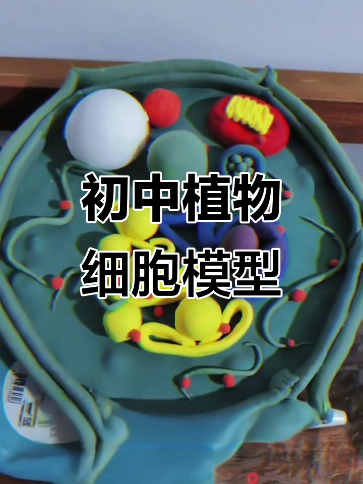 七年级生物实验:制作植物细胞模型,粘土版教学