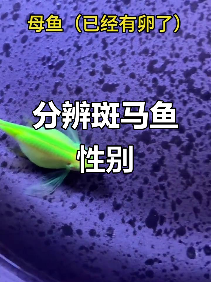 隔离繁殖蝶翼斑马鱼,轻松分辨公母!