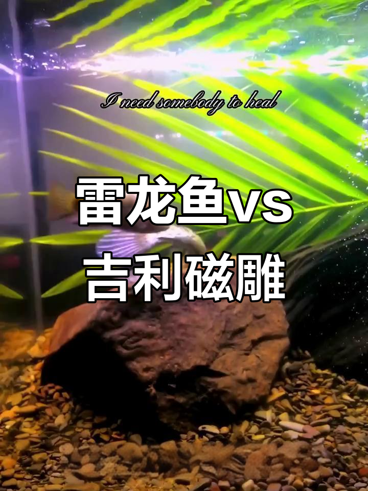 眼镜蛇雷龙与吉利慈鲷首次碰撞,意外激烈!