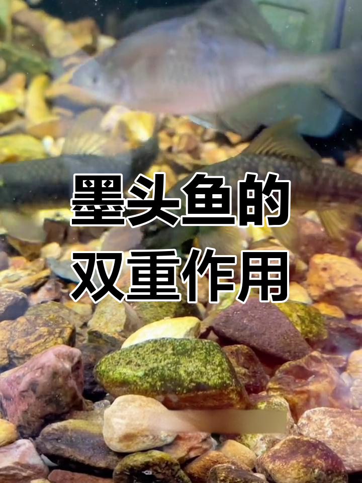 东方墨头鱼:观赏与清洁两不误,底栖吸盘除藻神器