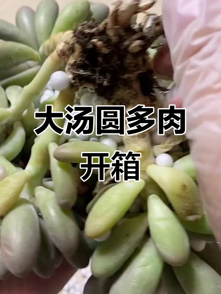 汤圆多肉开箱，桩子粗大超惊喜！