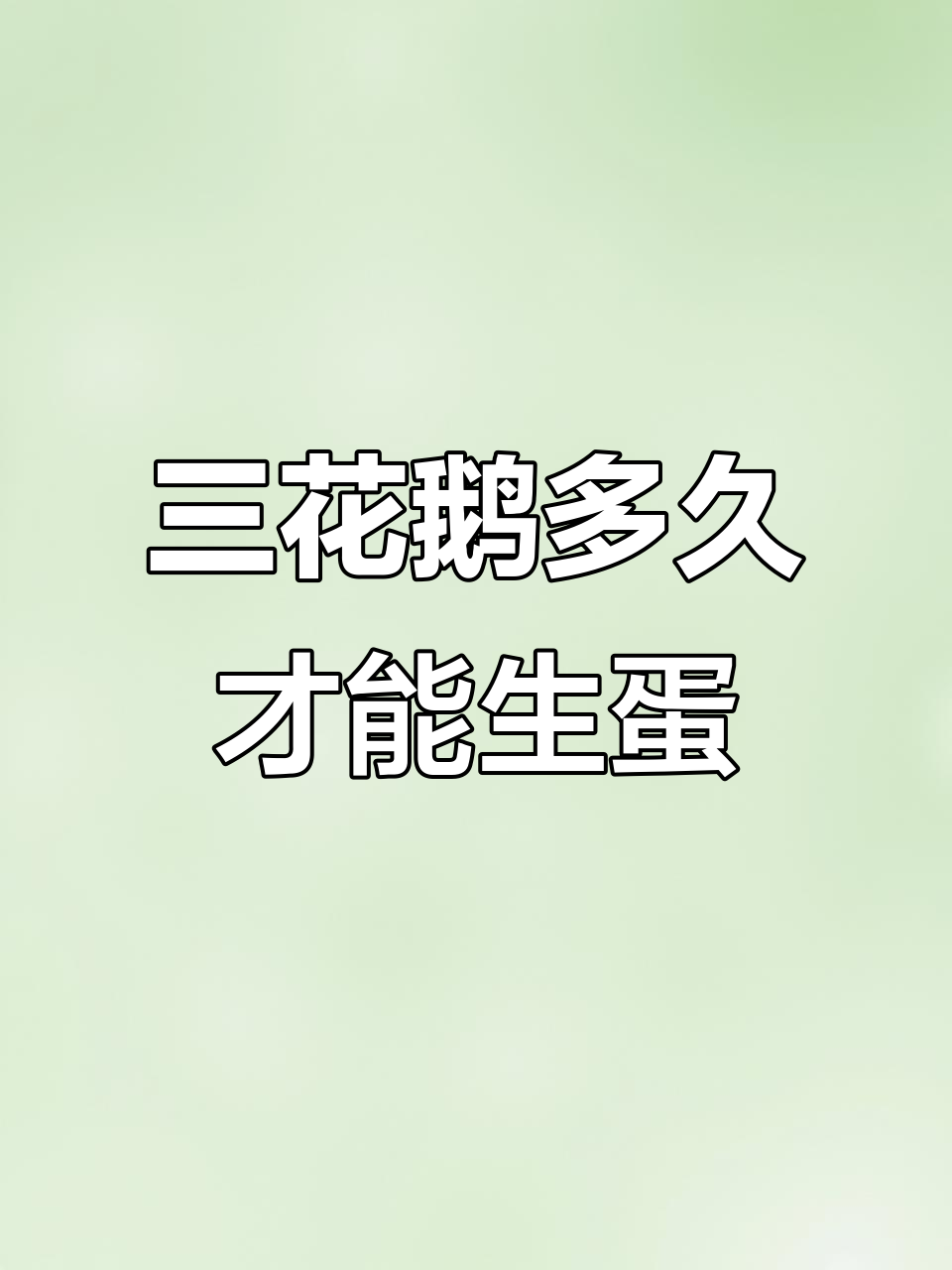 三花鹅什么时候能下蛋?