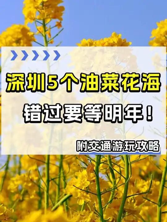 错过等明年!深圳5大油菜花海盛开!地铁公交直达,快收藏起来~