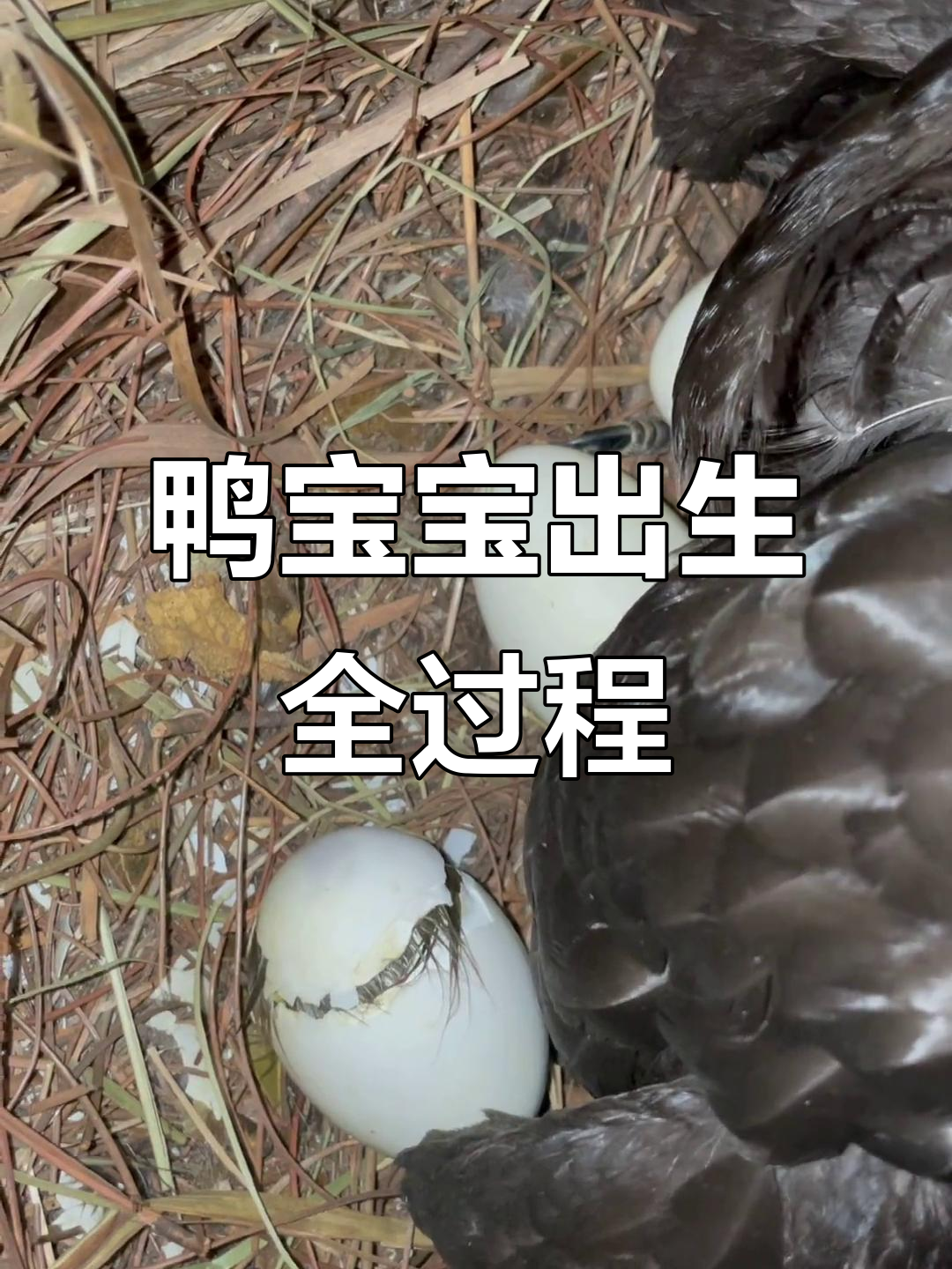 小鸭子破壳而出,挣扎出蛋壳的瞬间太萌了