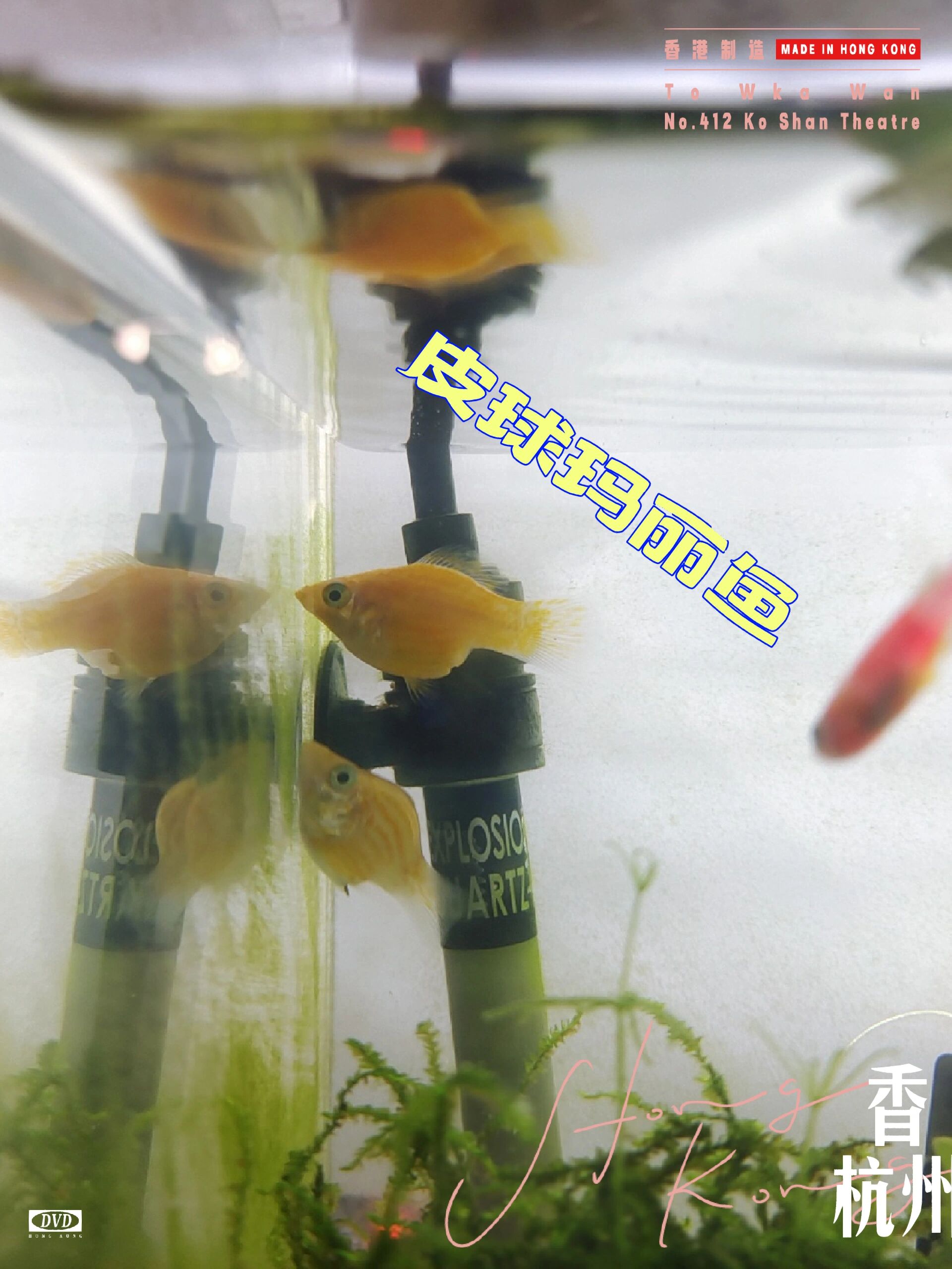 爱吃藻的玛丽鱼