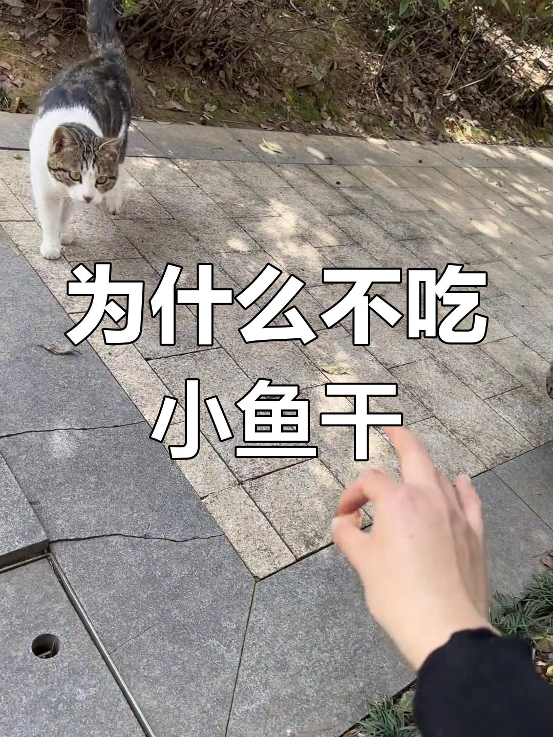 小鱼干都不吃?猫咪挑食太严重了!