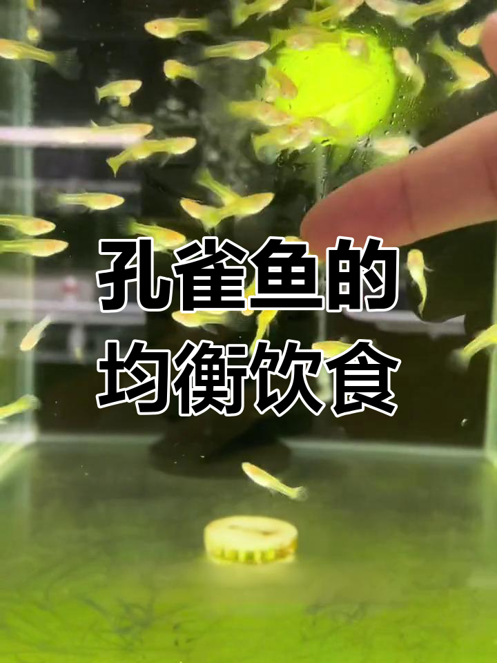 孔雀鱼营养搭配:绿藻、菠菜与丰年虾