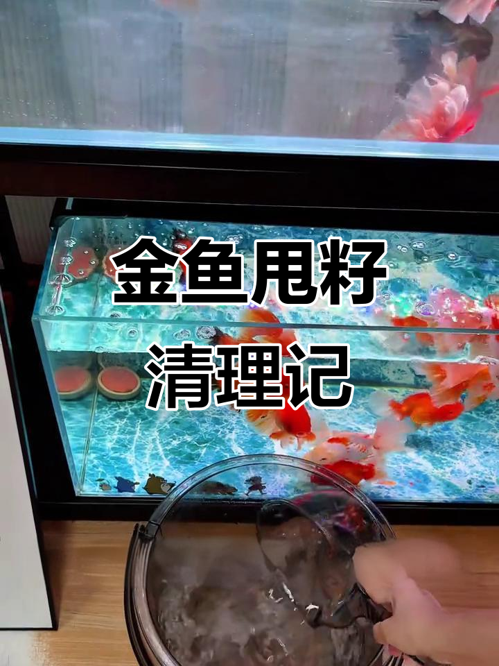 母鱼甩子大餐,清理鱼缸换水全过程