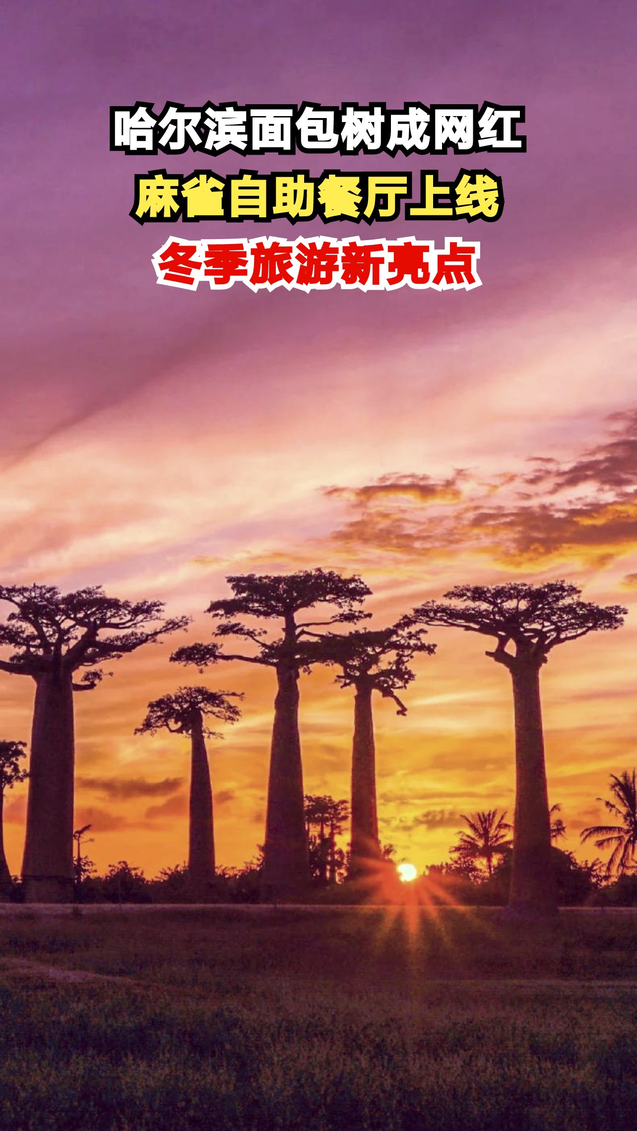 10天用掉百个面包!哈尔滨街头惊现麻雀食堂,设计师揭秘暖心创意